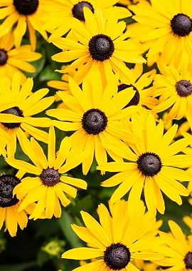 Blackeyed Susan Field