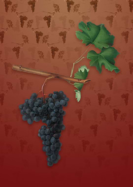 Vintage Dolcetto Grapes