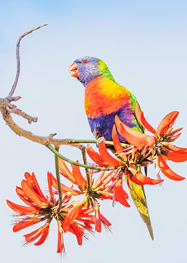 Rainbow Lorikeet Flowers