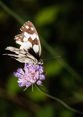 Macro of a butterfly