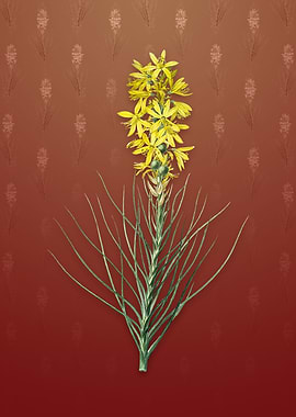 Vintage Yellow Asphodel