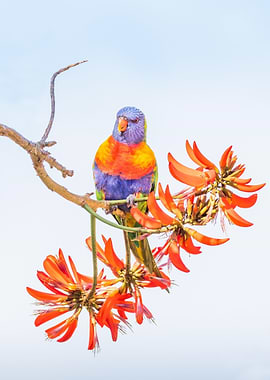 Rainbow Lorikeet Flowers