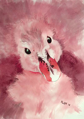 Innocent Eyes Red - Duck