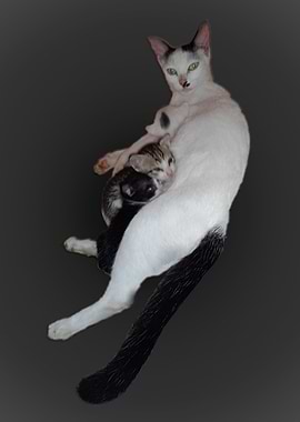 Mother Cat2