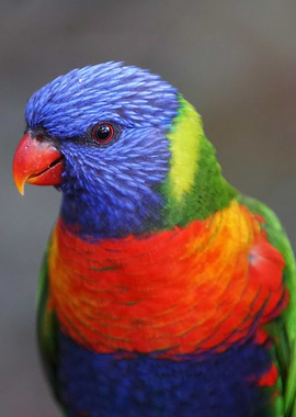 Rainbow Lorikeet Portrait