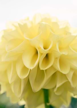 Soft Yellow Dahlia