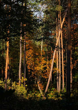 Sunset In Autumn Forest