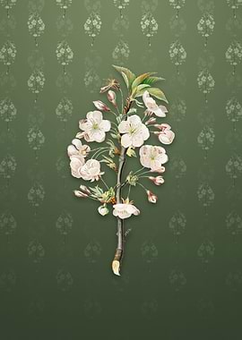 Vintage Pear Tree Flowers