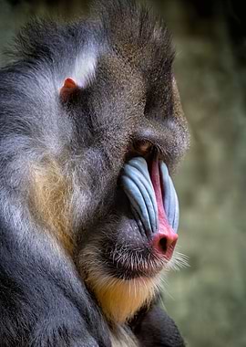 Mandrill Portrait