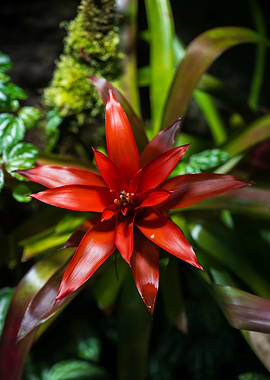 Bromelia Bromeliad Flower