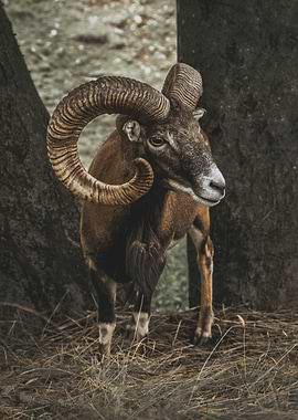 Mouflon