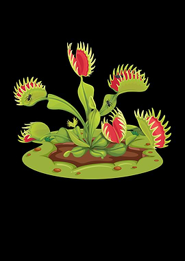 Venus Flytrap Carnivorous