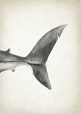 Great White Shark Part 3