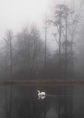Swan Lake