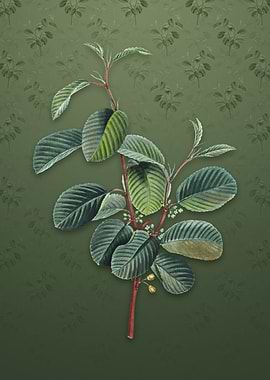 Alpine Buckthorn Plant