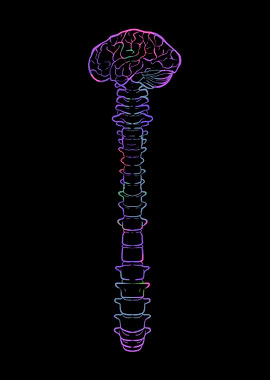 Brain And Spinal Cord