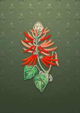 Naked Flowering Erythrina