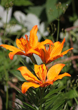 Orange montain flower