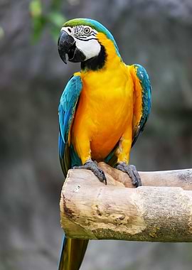 Blue and Yellow Macaw