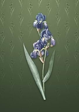 Vintage Dalmatian Iris