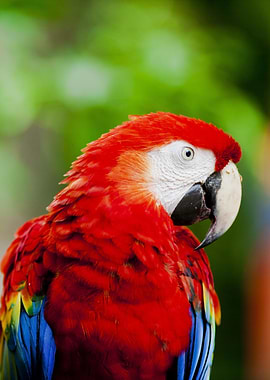 Scarlet Macaw