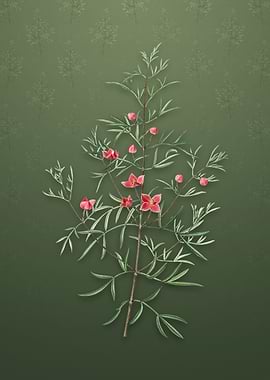 Vintage Boronia Pinnata