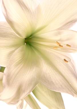 Amaryllis