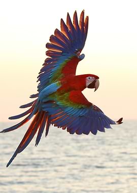Scarlet Macaw and Ocean