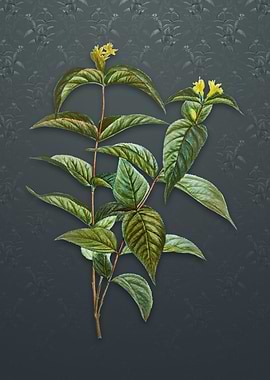 Northern Bush Honeysuckle