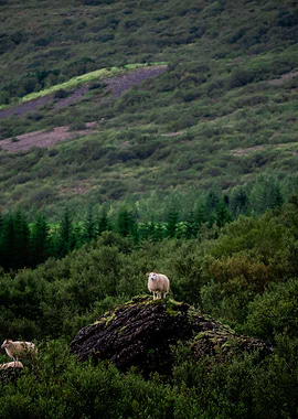 Savage Sheep at Glymur