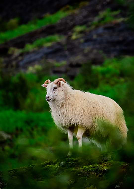 Iceland Sheep at Glymur
