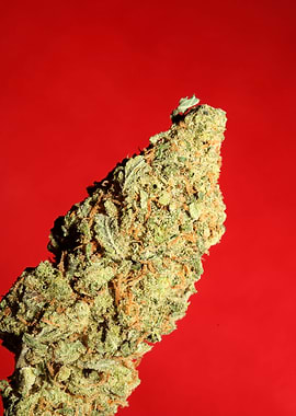 Cannabis bud close up