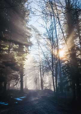 Enlightended Forrest