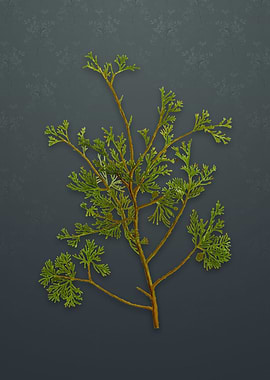 Atlantic White Cypress