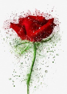 Red rose watercolor art
