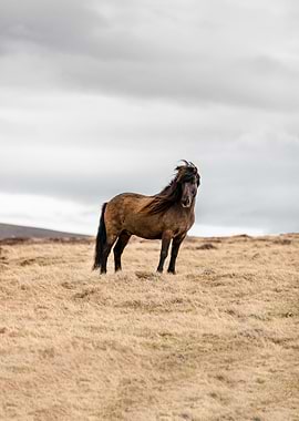 Iceland horse