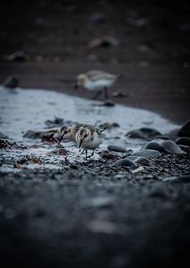 Icelandic Birds on Beach