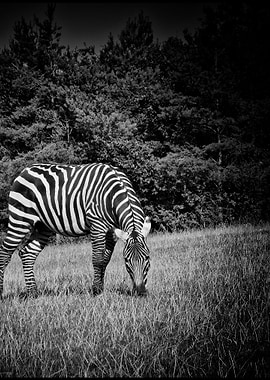 Zebra in Black and White 2