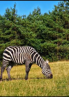 Zebra photography