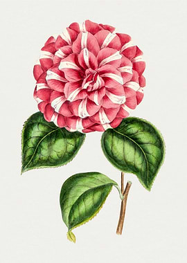 Japanese Camellia
