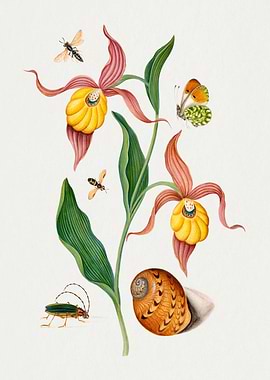 orchid wasp soldier fly