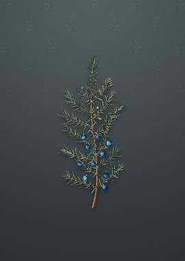 Vintage Common Juniper