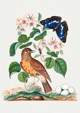 Colorful botanical vintage