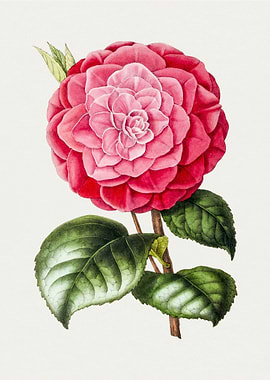 Hand Drawn Red Camellia