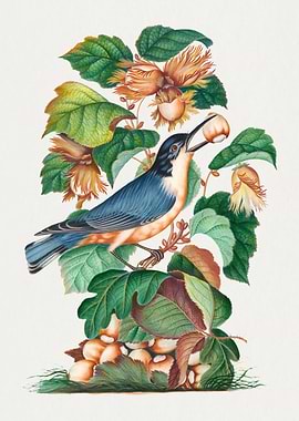 Colorful botanical vintage