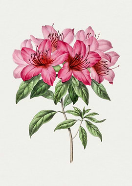 Pink Azalea Flower