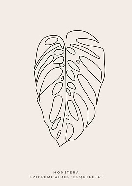 Monstera Esqueleto