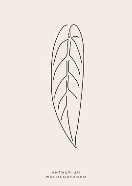 Anthurium warocqueanum 01