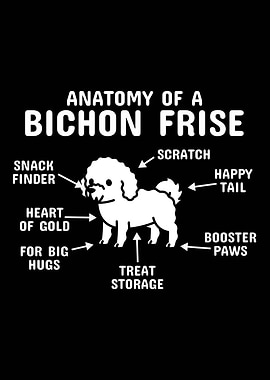 Anatomy Of A Bichon Frise