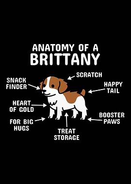 Anatomy Of A Brittany Dog